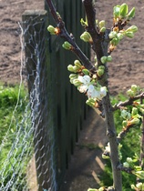 Allotment/Veg patch thread 11 'We bid  farewell to rainbow leaves but will keep plotting along'