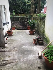 North facing neglected garden help
