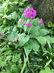 Plant identification please