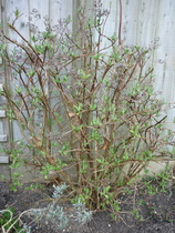Does anyone know what this is?