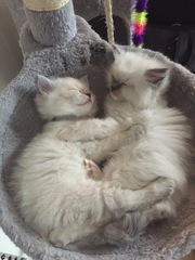 We have kittens!