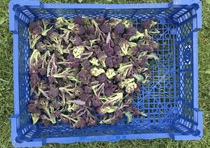 Allotment/Veg patch thread 11 'We bid  farewell to rainbow leaves but will keep plotting along'
