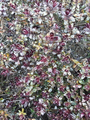 Shrub id please