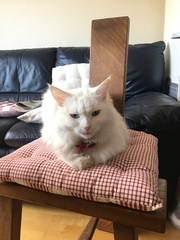 I've been to a cat show and now I'm a bit depressed