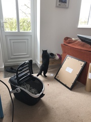 What's your DCat up to today? Episode 6, Return of the... Cats?