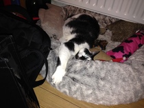 Wow she’s actuallu using a bed made for cats!