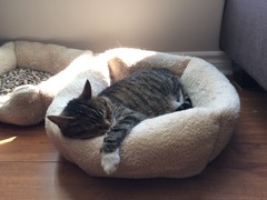 Show me your cats!