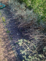 Can I prune and transplant lavender now?