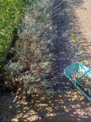 Can I prune and transplant lavender now?