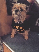 Help me find the right hilarious little dog for the kids