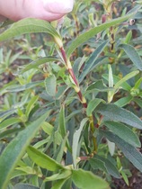 Can you identify this?