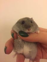 What are your pets favourite luxuries?