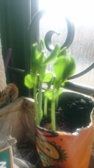 Mumsnet users review innocent’s at home growing kits