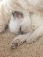 We have kittens!