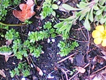 plant identification pretty please