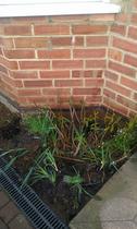 Can I prune and transplant lavender now?
