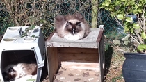 Show me your cats!