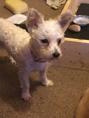 BEST DOGGY DNA TEST?