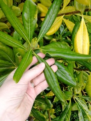 Plant ID please, before I inadvertently kill it...