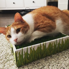 Show me your cats!