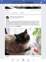 Rescue cat reserved but getting cold feet