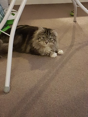 Show me your cats!