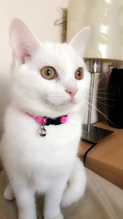 What breed is my cat??