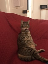Show me your cats!