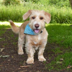 What a beautiful dog!