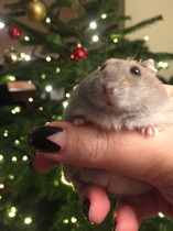 What are your pets favourite luxuries?