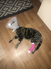 Somesthings wrong with my big girl