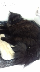What body shape is your Dcat?