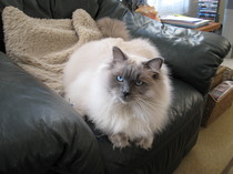 Show me your cats!