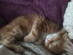 Getting a kitten