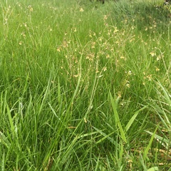 Can I learn to love creeping buttercup?