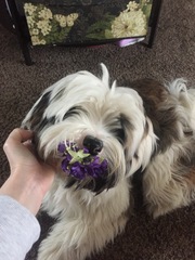 Help me choose a breed