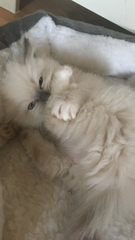 We have kittens!
