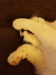 Show me your cats!