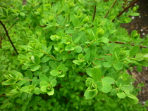 Does anyone know what these are?