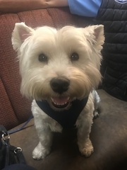 What a beautiful dog!
