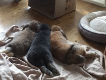 New rabbits - what to do?