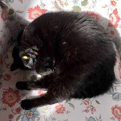Show me your cats!