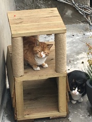 What's your DCat up to today? Episode 6, Return of the... Cats?