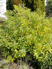 Plant ID please, before I inadvertently kill it...