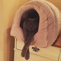 Wow she’s actuallu using a bed made for cats!