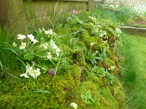 Here's pictures of my garden!
