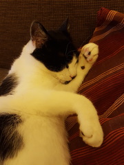 Show me your cats!