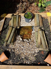 Gardening & Growing with the kids....