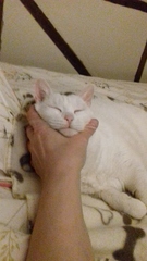 I've been to a cat show and now I'm a bit depressed