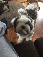 Help me choose a breed